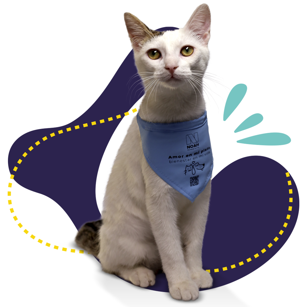 gato 1